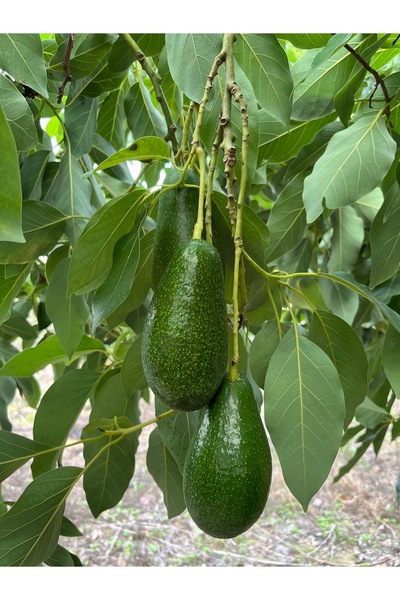 Alanyatropikal Alanya Tropikal 10’lu (200gr üzeri)Alanya Avakado