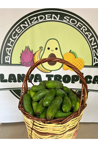 Alanyatropikal BEBEK AVOKADO(2KG)