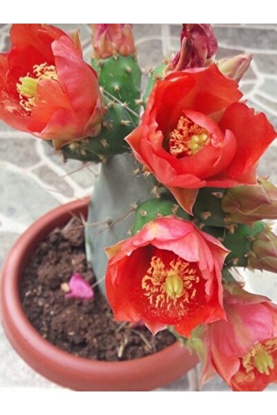 ATABEY ÇİÇEK Kırmızı açan opuntia kaktüs