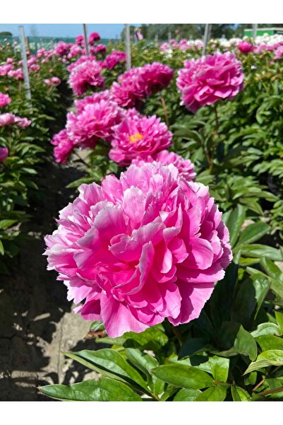 Bulbi și Plante DAYTON PEONY - 1 PIECE