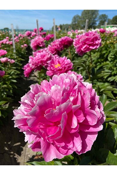 Bulbi și Plante DAYTON PEONY - 1 PIECE