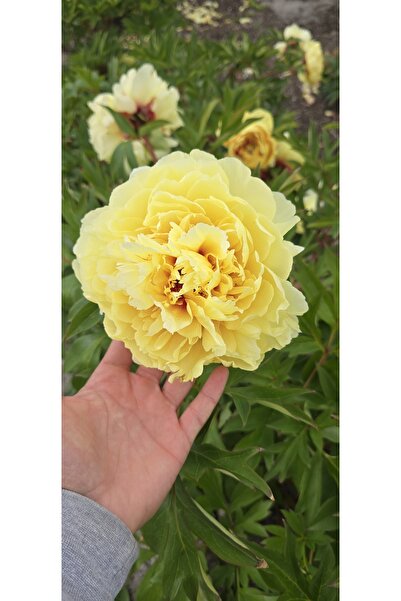 Bulbi și Plante BARTZELLA YELLOW PEONY - 1 PC