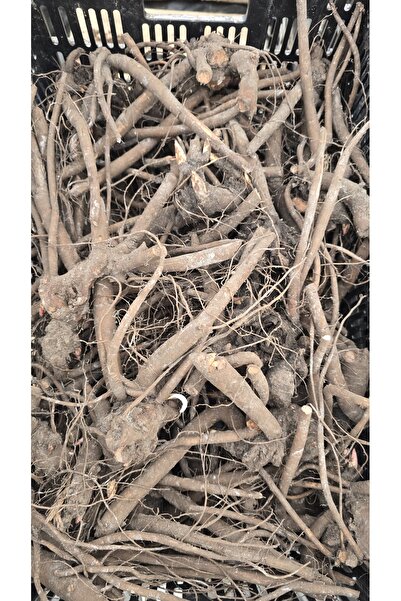 Bulbi și Plante PEONY DUCHESSE DE NEMOURS - 1 PIECE