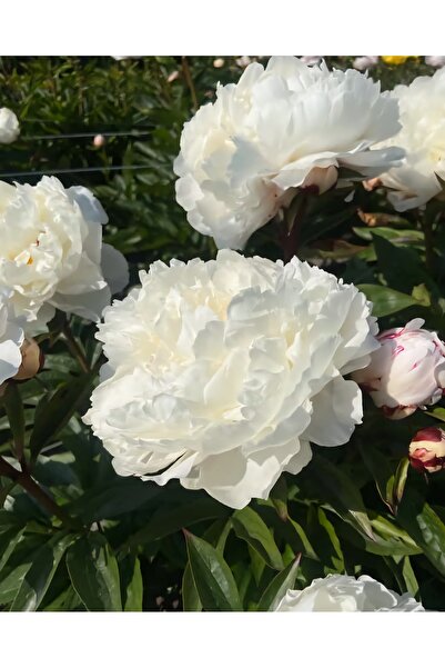 Bulbi și Plante PEONY WHITE LULLABY - 1 PCS