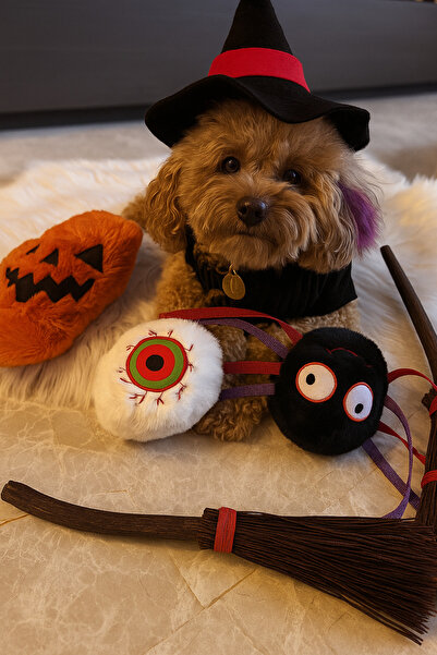 Havhav Halloween Themed Dog Toy Set of 2 | Plush Spider and Plush Eye Play Ball