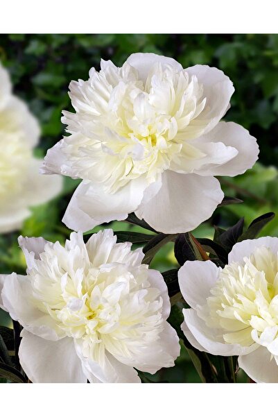 Bulbi și Plante PEONY DUCHESSE DE NEMOURS - 1 PIECE