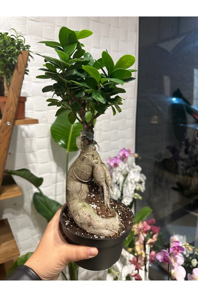 Bitki Bonsai