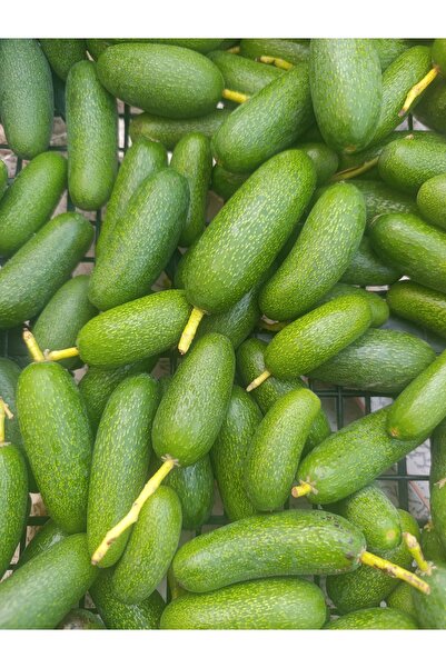 MANAVGOOD Bebek Avokado 2 kg (Çekirdeksiz Parmak Avokado)