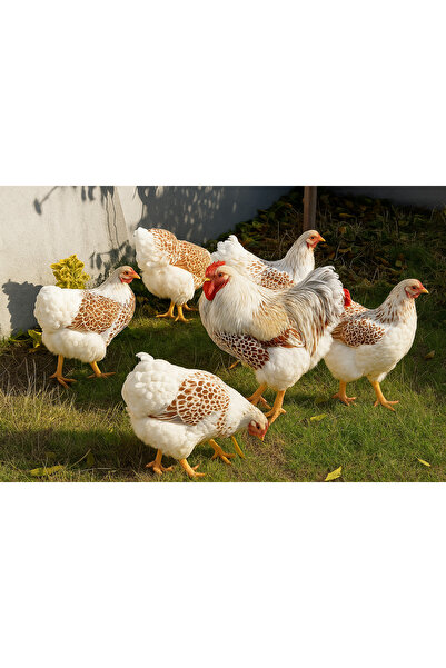 KARACAN SÜS TAVUKLARI VE YUMURTA 12 ADET SPLASH WYANDOTTE KULUÇKALIK YUMURTA