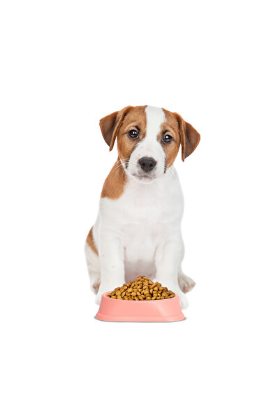 CED AUTO TRADE Slow feeding bowl, puppies and cats - 20 x 20 x 4.5 cm - coral