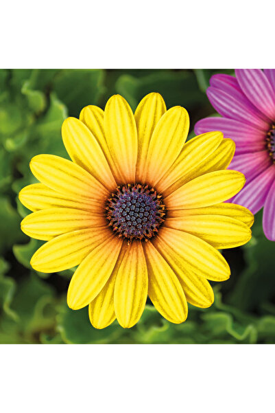 Alista Home Garden decoration - flower - 7.5 cm - 4 pcs/pack