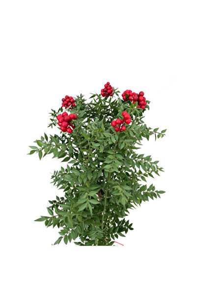 Betonish Kokina (Canlı Yılbaşı Çiçeği) (1 Demet 6 Dal)