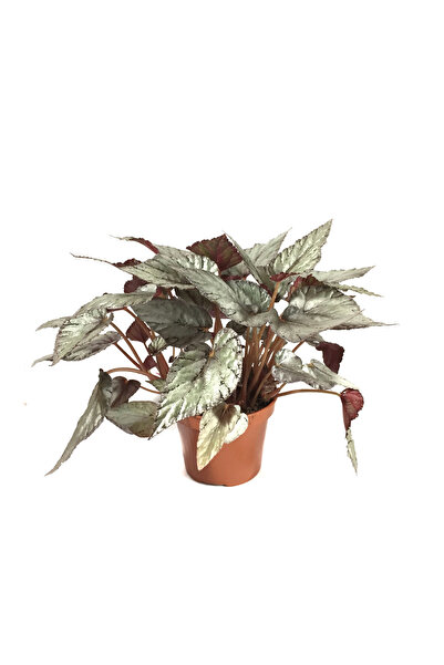 Betonish Begonia Rex 'Arctic Breeze' (Begonya Çiçeği)