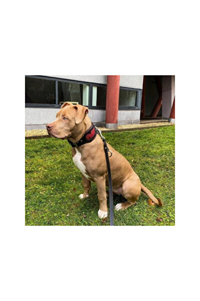 Bestia Red Dragon Collar, Genuine Leather, M, Black