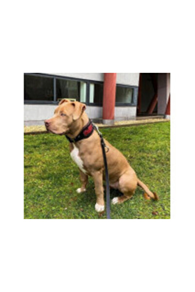 Bestia Red Dragon Collar, Leather, XL, Black