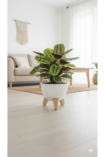 okacih Modern Stick Line Bambu Ayaklı Saksı Akıllı Altlıklı 19x16 Cm 3 Litre