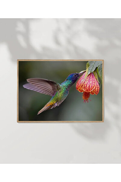 VOGLOO 1. Hummingbird in Nectar Poster