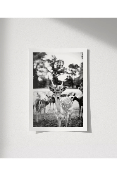 VOGLOO Frameless Poster Curious Glances