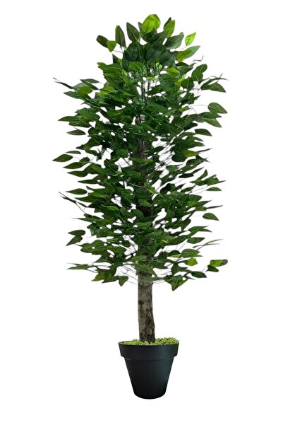 ERHAN FLOWERS ÇİÇEK & DEKORASYON 150 cm ıslak doku benjamin ağaç siyah plasti...