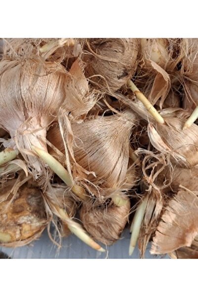 Greenherb SAFRAN SOGANI