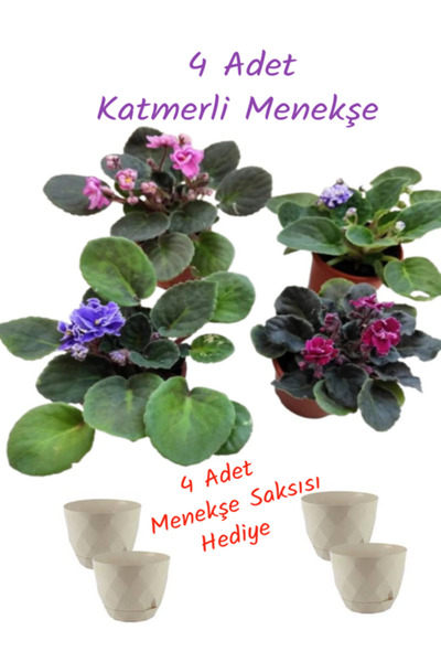 İlkadım Botanik 4 ADET KATMERLİ AFRİKA MENEKŞESİ KARIŞIK RENK (4 LÜ MENEKŞE S...
