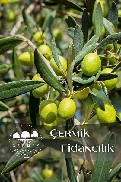 Gemlik Trilye Zeytin Fidanı 5 Yaş 1,5 Metre Boy