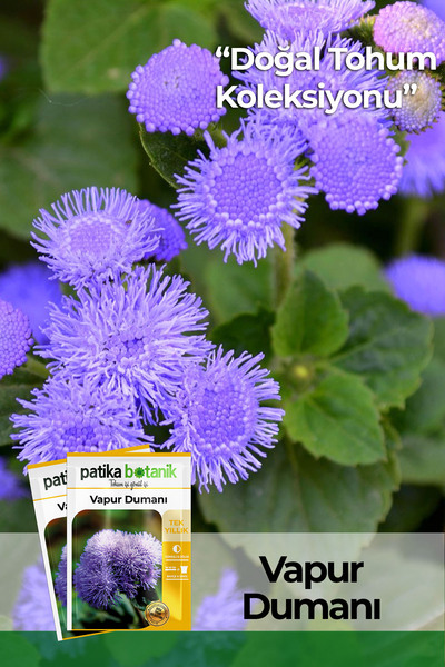 Patika Botanik 100 Adet Vapur Dumanı Çiçek Tohumu (Ageratum Houstonianum)