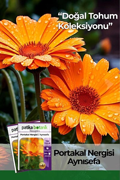 Patika Botanik 30 Adet Portakal Nergisi - Aynı Sefa (CALENDULA OFFİCİNALİS) Çiçek Tohumu