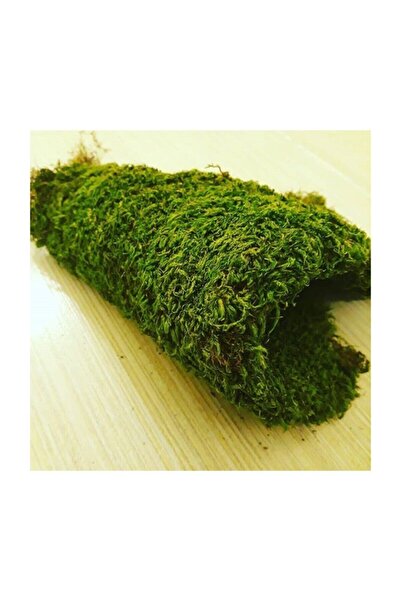 Joy and Toys Doğal Yosun Çim Kaya Yosunu Gerçek Bitki Solmaz Bozulmaz Teraryum 30-20 Cm