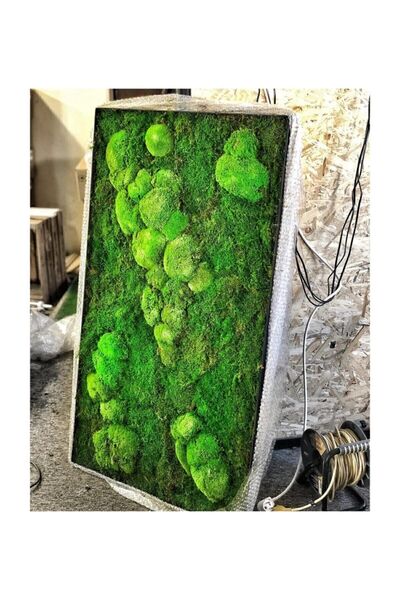 Genel Markalar Yosun Kara Yosunu Flatmoss 500 gr. Yosun %100 Flat Moss
