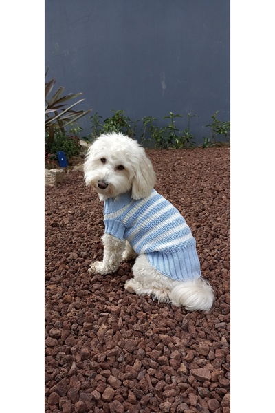 faramiss fashion SELANİK ÖRGÜ MAVİ BEYAZ ÇİZGİLİ KEDİ KAZAK KÖPEK KAZAK FARAMİSSPET