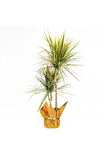 Fidanburada Dracaena Marginata Bicolor - 2 Gövdeli Hediye Paketli