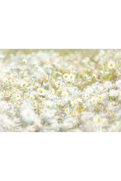 Komar Fotomurale florale 8-994