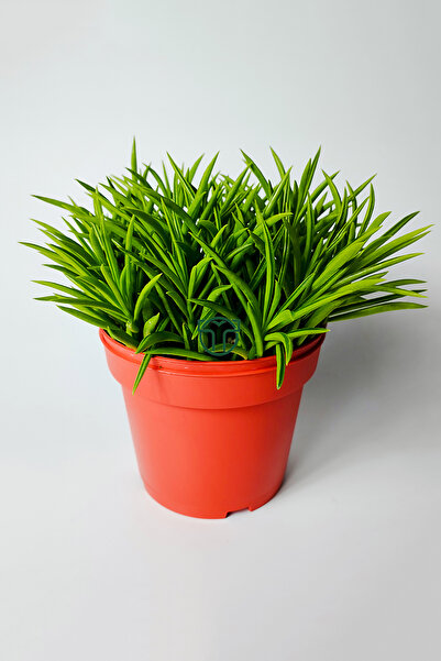 Toptan Kaktüs Peperomia Ferreyrae (mutlu fasulye) dekoratif sukulent 12 cm saksıda