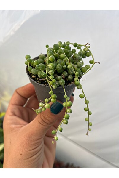 nazlı çiçekçilik Senecio Rowleyanus Variegata yuvarlak tesbih