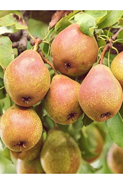 ASES 3 YAŞ TÜPLÜ MARGARET MARİLLA ARMUT FİDANI 120-150 CM