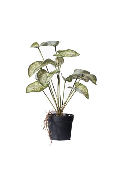 SUPERGREENS Planta artificiala Caladium Candidum 30x32x37