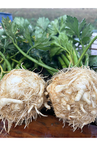 Enginar Mevsimi Taze Kereviz 2 Adet