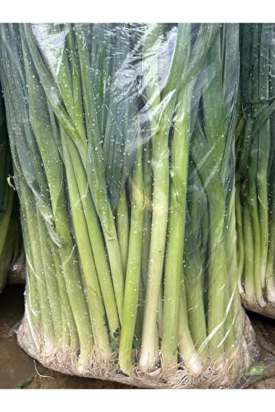Enginar Mevsimi Taze Pırasa | 1 Kg