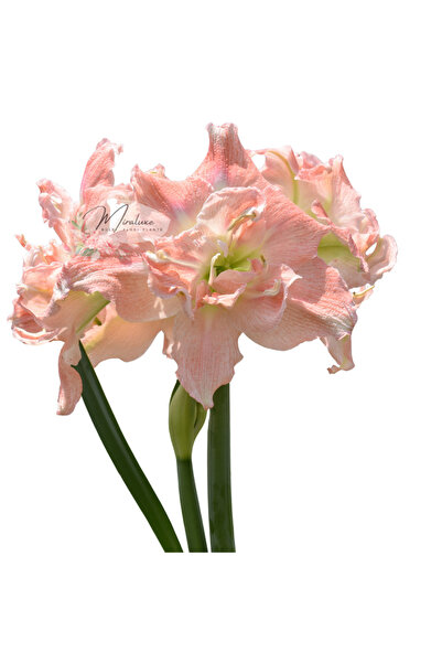 Miracle Garden Bulb Amaryllis Tika Princess