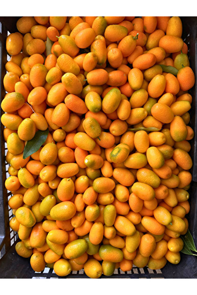 ÖNDER TROPİKAL Kamkat 1 kg