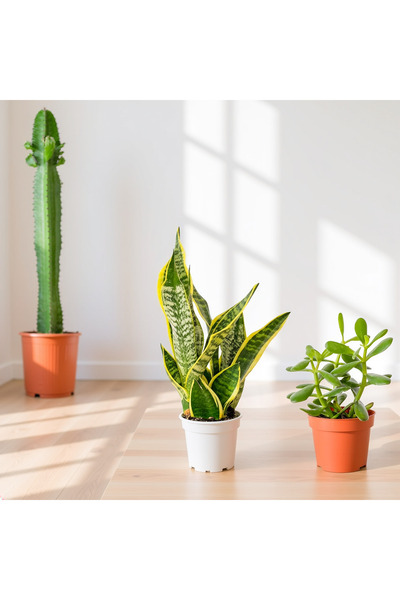 Fidanburada Bakımı En Kolay Bitkiler Seti 4 ( Kaktüs - Crassula - Paşa Kılıcı )