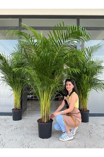 BitkiKapında Areka Salon Palmiyesİ XXL 190-200 cm (Dypsis Lutescens) plastik ...