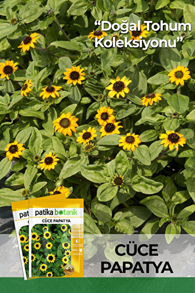 Patika Botanik 100 Adet Cüce Papatya Çiçek Tohumu