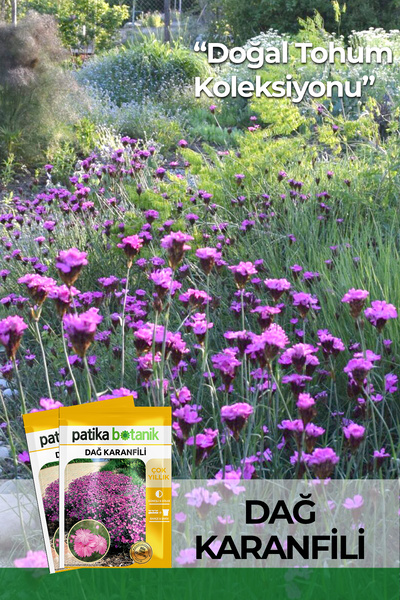 Patika Botanik 50 Adet Dağ Karanfili Çiçek Tohumu