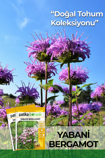 Patika Botanik 50 Adet Yabani Bergamot Çiçek Tohumu
