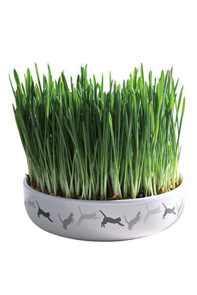 Trixie Bol ceramic cu semințe de orz pentru iarbă de pisică, 15×4 cm, 50 g, 42341