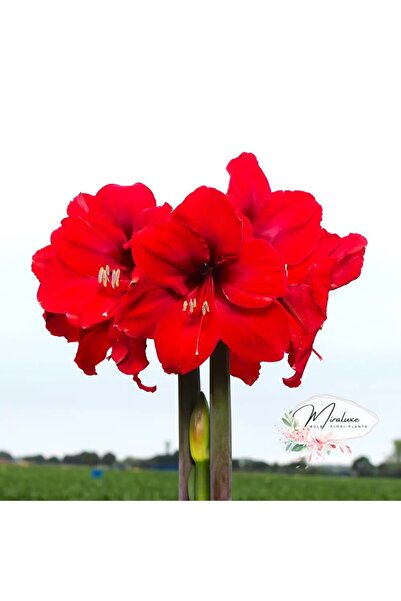 Miracle Garden Bulb Amaryllis Red Victory