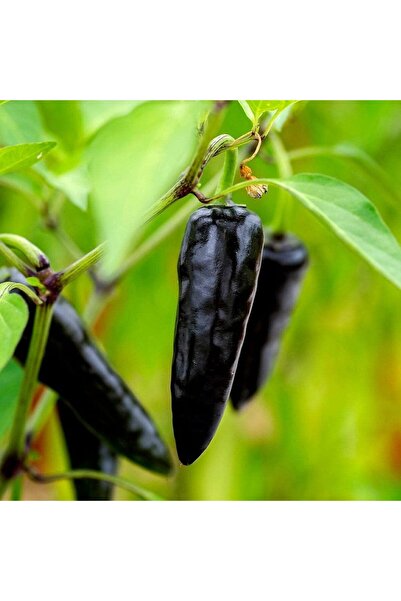 Generic Rare hybrid black pepper seeds for cultivation