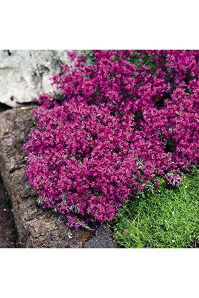 E-fidancim Soğuklar Dayanıklı Nadir Creeping Red Yayılıcı Kırmızı Kekik Fides...